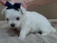 Halo, a male Maltese for sale in Colcord, OK – Photo 2 of 10