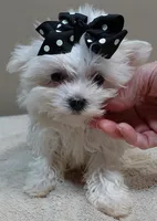 MICRO TEACUP Halo 19 ounces , a male Maltese for sale in Colcord, OK – 3 of 10