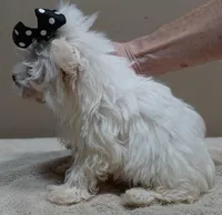 MICRO TEACUP Halo 19 ounces , a male Maltese for sale in Colcord, OK – 8 of 10