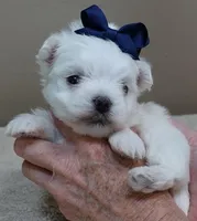 Halo, a male Maltese for sale in Colcord, OK – Photo 8 of 10