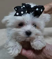 MICRO TEACUP Halo 19 ounces , a male Maltese for sale in Colcord, OK – 4 of 10