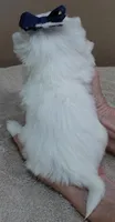 Halo, a male Maltese for sale in Colcord, OK – Photo 10 of 10