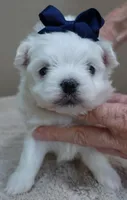 Halo, a male Maltese for sale in Colcord, OK – Photo 6 of 10
