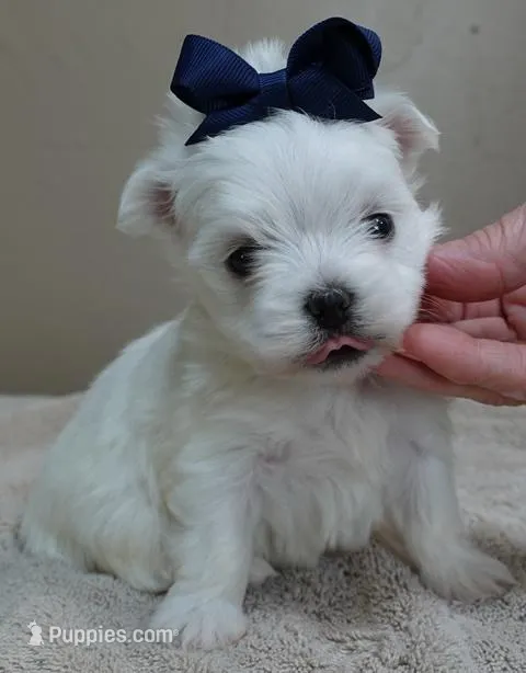 Halo – Maltese puppy for sale in Colcord, OK
