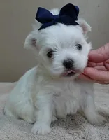 Halo, a male Maltese for sale in Colcord, OK – Photo 1 of 10
