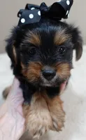 Peyton, a male Yorkshire Terrier for sale in Colcord, OK – 5 of 10