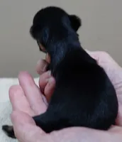 Koda 6 7/8 ounces, a male Yorkshire Terrier for sale in Colcord, OK – 6 of 6