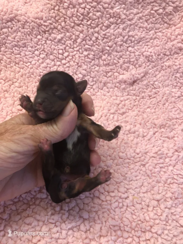 Teacup Bailey – Yorkshire Terrier puppy for sale in Colcord, OK