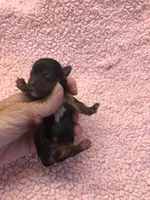 Teacup Bailey, a female Yorkshire Terrier for sale in Colcord, OK – 1 of 4