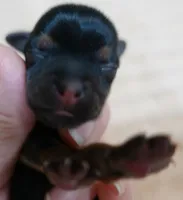 Koda 4 ounces, a male Yorkshire Terrier for sale in Colcord, OK – 5 of 10