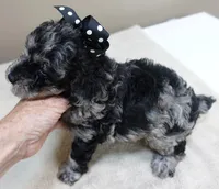 Mirlo blue merle, a male Poodle - Toy  for sale in Colcord, OK – 7 of 10
