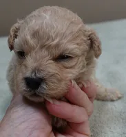 Echo, a male Maltipoo for sale in Colcord, OK – 7 of 10