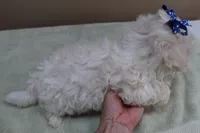 Bogie, a male Maltese for sale in Colcord, OK – 6 of 10