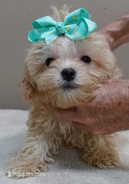 Myles special needs – Maltipoo puppy for sale in Colcord, OK