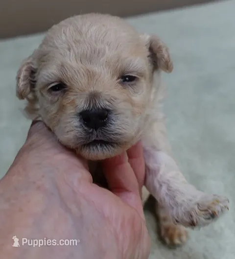Biscuit – Maltipoo puppy for sale in Colcord, OK