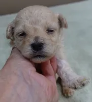 Biscuit, a male Maltipoo for sale in Colcord, OK – 1 of 10