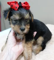 Ziggy 2 lbs 1 ounce, a male Yorkshire Terrier for sale in Colcord, OK – 6 of 10