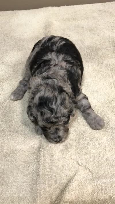 Stanley 1 lb 4 ozs, a male Poodle - Toy  for sale in Colcord, OK – 10 of 10