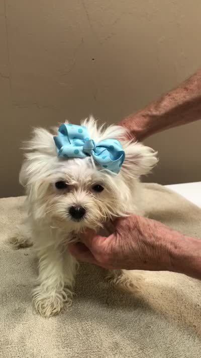 TEACUP Harlow , a male Maltese for sale in Colcord, OK – 3 of 10