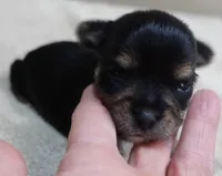 18 ounce Noodles , a male Yorkshire Terrier for sale in Colcord, OK – 6 of 9