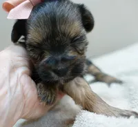 Teacup Bailey 12 ounces, a female Yorkshire Terrier for sale in Colcord, OK – 8 of 10