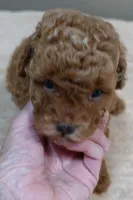 Stunning deep red, a female Poodle - Toy  for sale in Colcord, OK – 7 of 10
