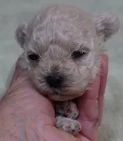 Aggie 10 ounces , a female Maltipoo for sale in Colcord, OK – 2 of 10