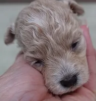 Clover 13 ounces, a female Maltipoo for sale in Colcord, OK – 8 of 10