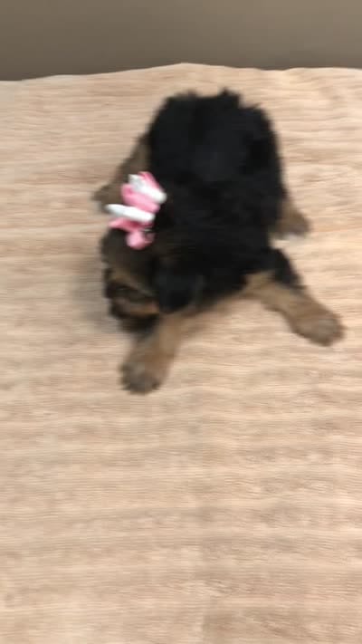 Teacup Bailey 1lb 3 ounces, a female Yorkshire Terrier for sale in Colcord, OK – 10 of 10