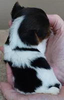 Teacup Holly 9 ounces, a female Yorkshire Terrier for sale in Colcord, OK – Photo 10 of 10