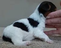 Teacup Holly 9 ounces, a female Yorkshire Terrier for sale in Colcord, OK – Photo 4 of 10