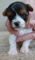 Teacup Holly 9 ounces, a female Yorkshire Terrier for sale in Colcord, OK – Photo 7 of 10