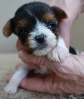 Teacup Holly 9 ounces, a female Yorkshire Terrier for sale in Colcord, OK – Photo 2 of 10