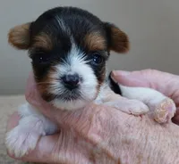 Teacup Holly 9 ounces, a female Yorkshire Terrier for sale in Colcord, OK – Photo 6 of 10