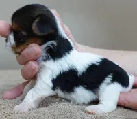 Teacup Holly 9 ounces, a female Yorkshire Terrier for sale in Colcord, OK – Photo 3 of 10