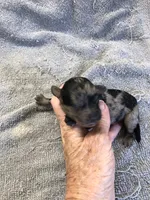 Mirlo, a male Poodle - Toy  for sale in Colcord, OK – 9 of 10