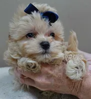 Harlan TEACUP 18 ounces, a male Maltipoo for sale in Colcord, OK – 8 of 10