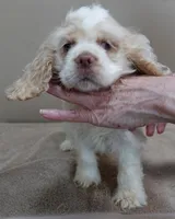 processed/f4794442-ffad-4712-9e62-aff68bf99519/listing/d5e9b039-a78d-459c-873c-8cac343e980e/44a983fa-502b-4c6a-8fd4-c23528514ff9