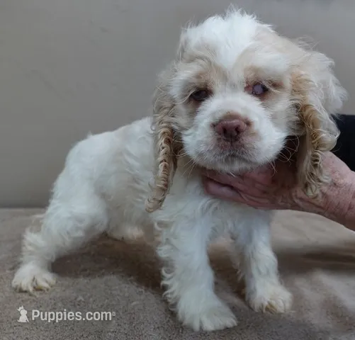 vet checked perfect shots done