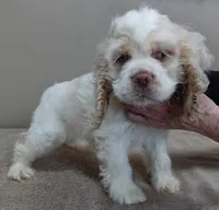 processed/f4794442-ffad-4712-9e62-aff68bf99519/listing/d5e9b039-a78d-459c-873c-8cac343e980e/56ca4d30-c201-4b7e-b6bb-183708921da2