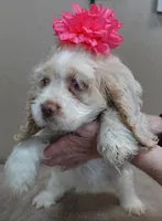 processed/f4794442-ffad-4712-9e62-aff68bf99519/listing/d5e9b039-a78d-459c-873c-8cac343e980e/6a7de55c-2d07-4d18-803f-67a29d146730