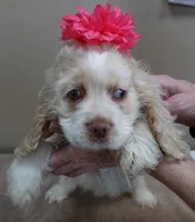 processed/f4794442-ffad-4712-9e62-aff68bf99519/listing/d5e9b039-a78d-459c-873c-8cac343e980e/ad950f6d-8e12-43bd-b5a5-c46904fe26fc