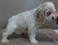 processed/f4794442-ffad-4712-9e62-aff68bf99519/listing/d5e9b039-a78d-459c-873c-8cac343e980e/c0d2dda9-32c7-43b4-b0ad-a1bbe15a7186