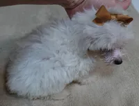 Zuko 1 lb 4 ozs, a male Maltipoo for sale in Colcord, OK – 7 of 10