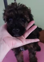 Lola, a female Poodle - Miniature  for sale in Colcord, OK – 9 of 10