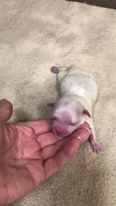 Evee, a female Maltese for sale in Colcord, OK – 9 of 9