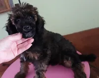 Lola, a female Poodle - Miniature  for sale in Colcord, OK – 3 of 10