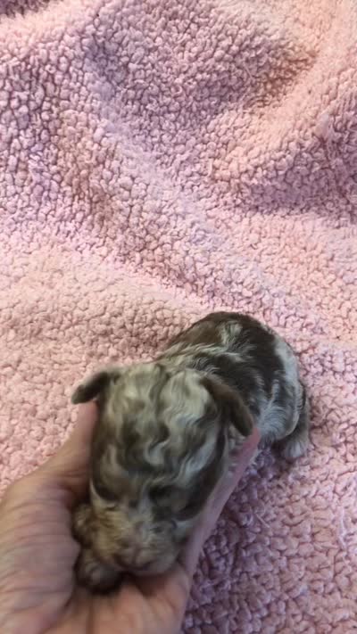 Ledger APRI, a male Poodle - Toy  for sale in Colcord, OK – 9 of 9