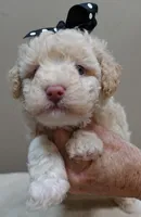 Kenobi lemon chiffon parti, a male Poodle - Toy  for sale in Colcord, OK – 8 of 10
