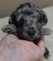 Stanley 1 lb 4 ozs, a male Poodle - Toy  for sale in Colcord, OK – 7 of 10